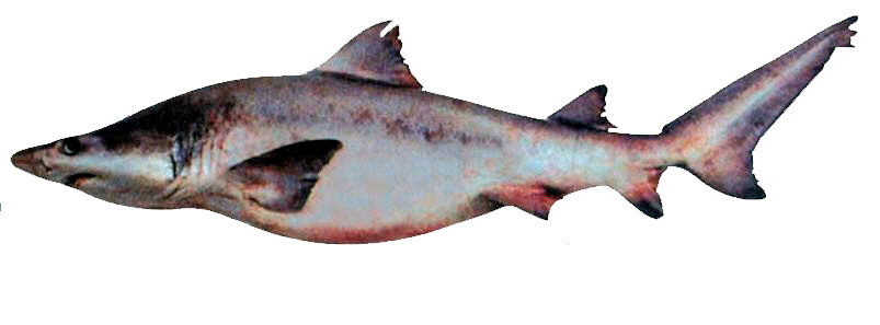 Odontaspis ferox_005.jpg